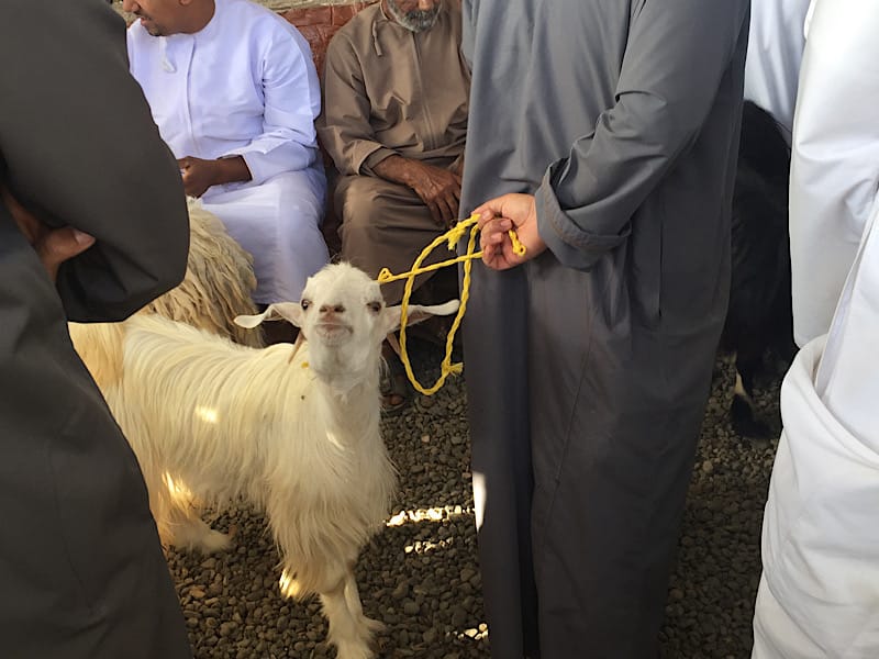 Schaf auf dem Tiermarkt in Oman